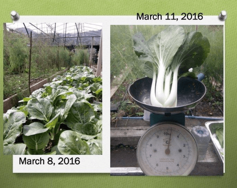 results-crop-progression-2